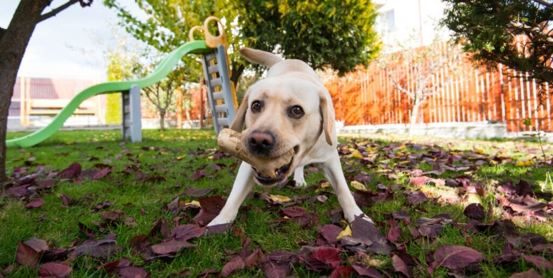 Warum Hunde ihr Futter verstecken